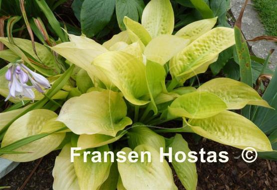 Hosta Rising Sun